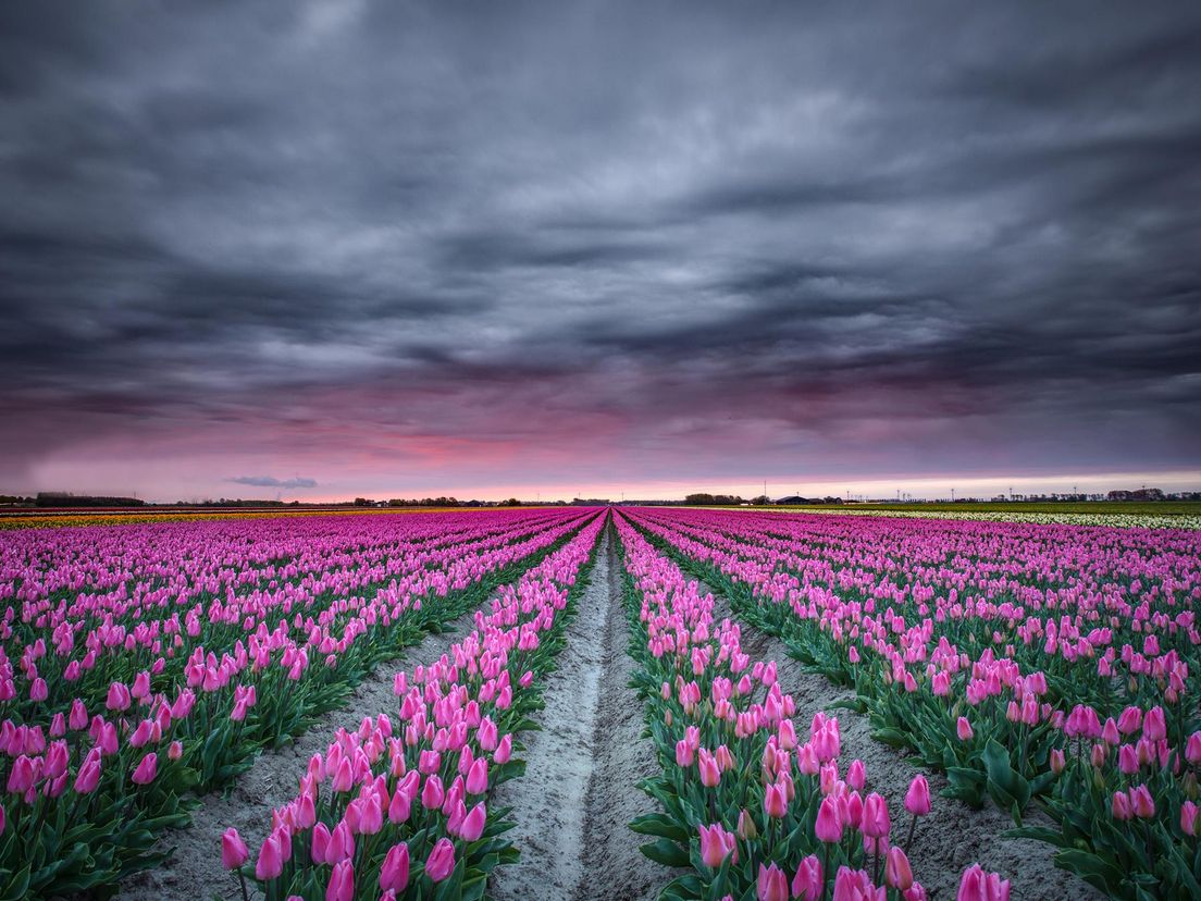 Tulpenveld in Ooltgensplaat.