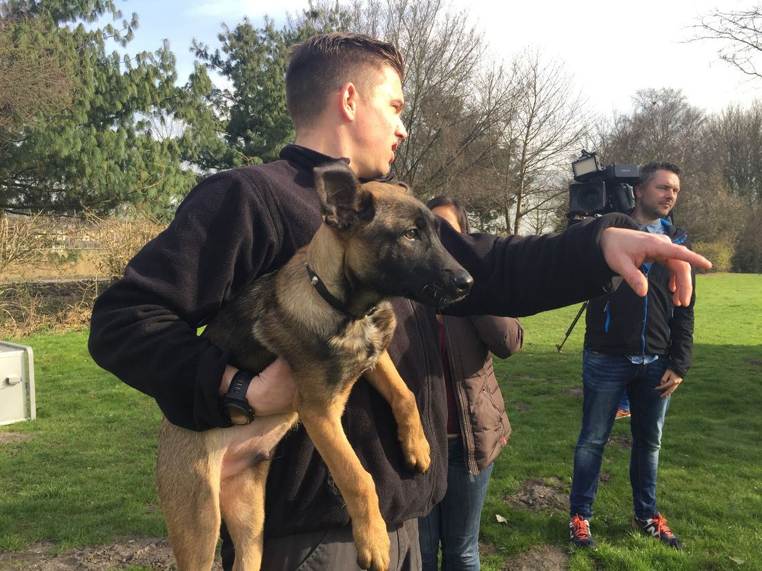 De politiehond in spé is nu 14 weken oud