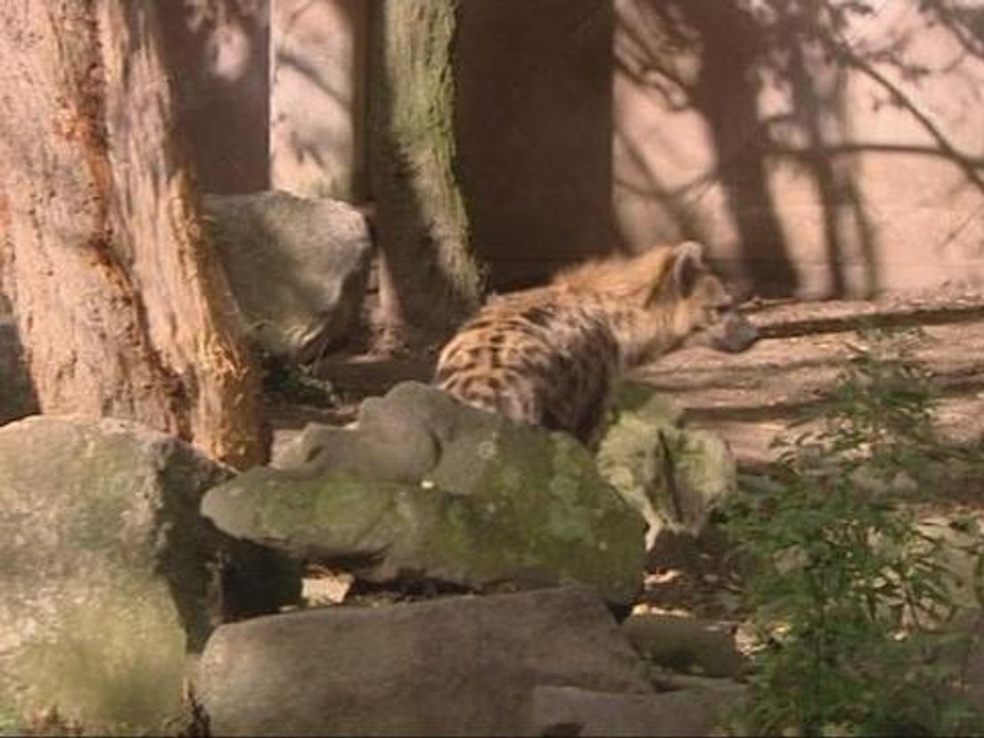 1nhyena13_10.transfer.cropresize.tmp.jpg