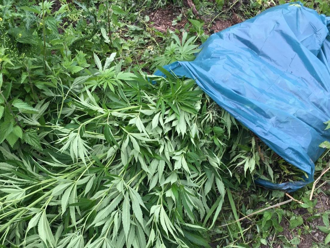 Drugscriminelen lijken de Biesbosch te hebben ontdekt. Woensdag werden al zo'n duizend planten verwijderd.