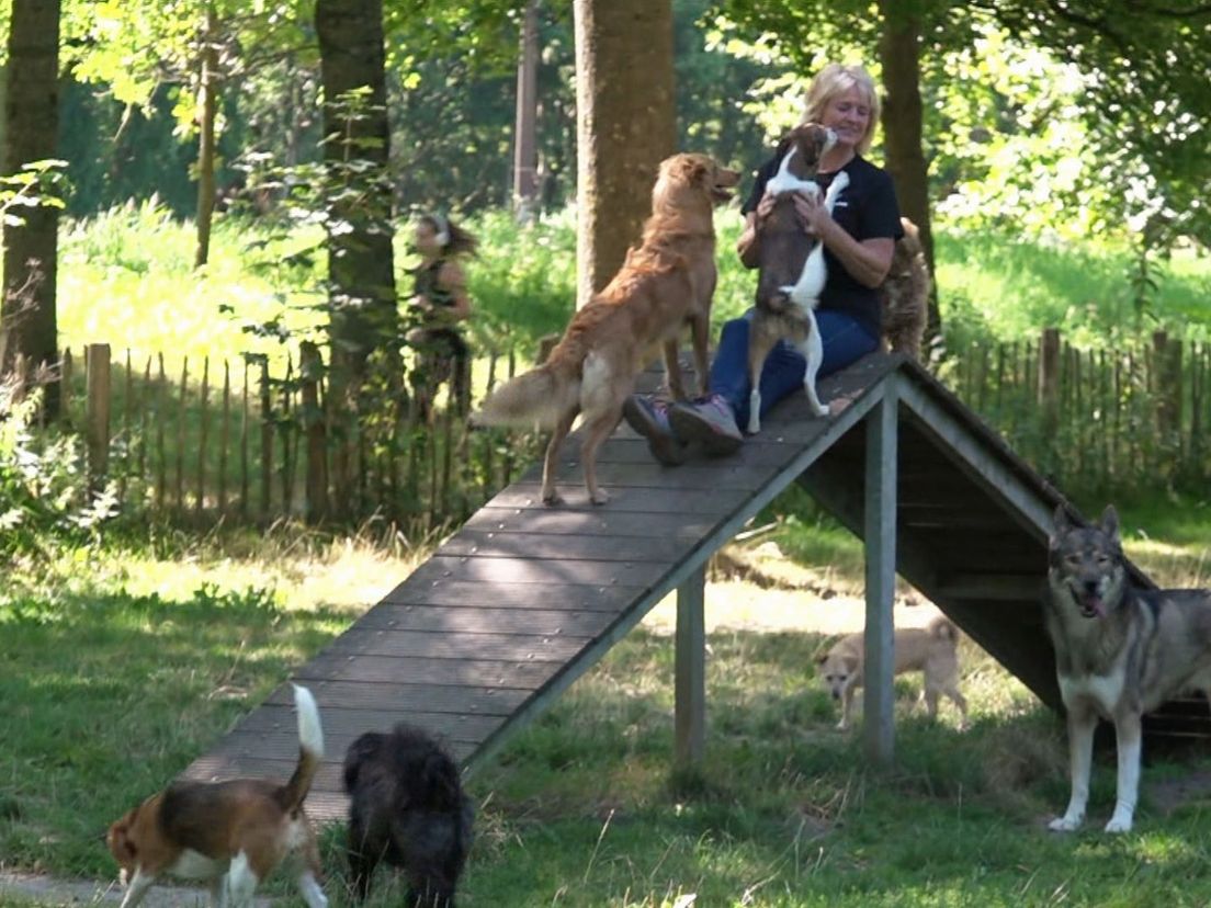 Arja past op andermans honden