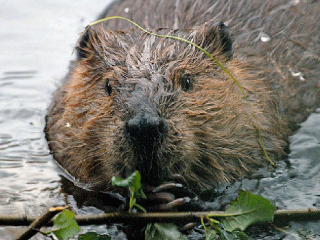 bever.cropresize.tmp.jpg