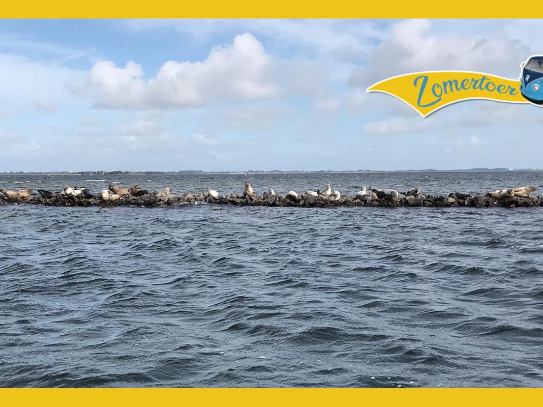 Zeehonden in het Grevelingenmeer