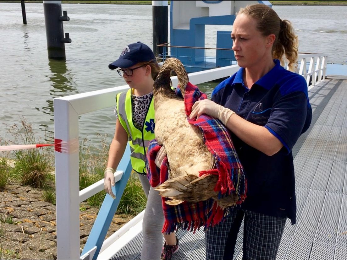 Zwaan onder de stookolie uit het water gehaald