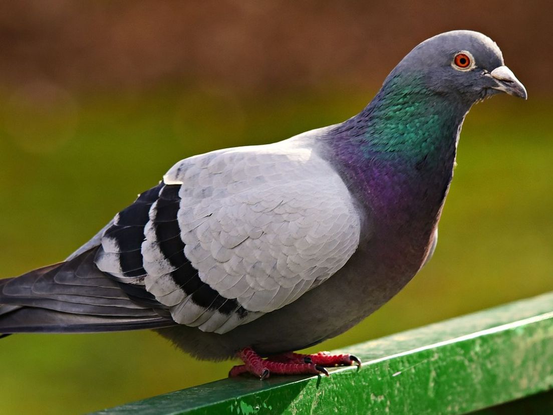 Rotsduif