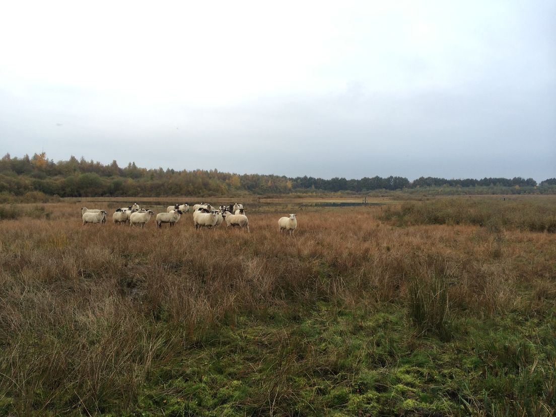 Schapen zorgen voor natuurbeheer op het Lentscheveld (Rechten: Serge Vinkenvleugel / RTV Drenthe)
