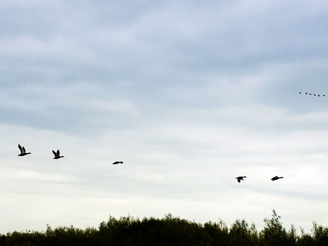 Vogels in de Biesbosch
