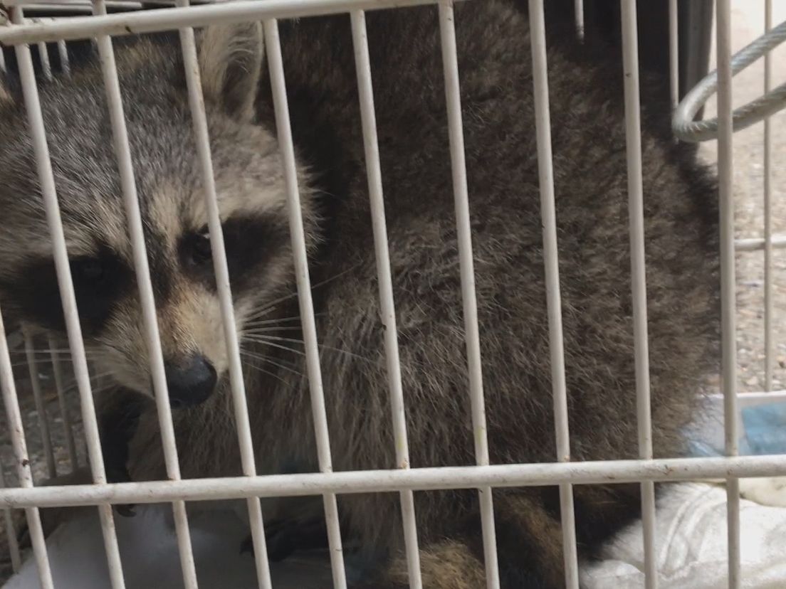 De wasbeer verstopte zich in de onderstel van de vrachtwagen
