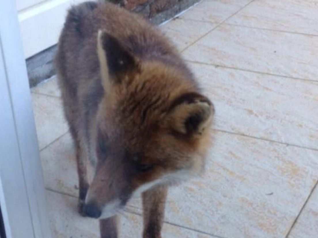 De Vos Als Huisdier Kan Dat Pasa Bon - Vogels