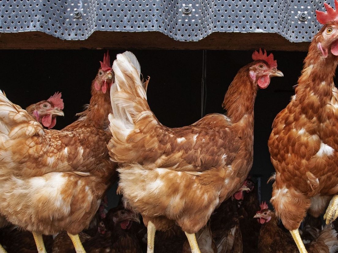 Vogelgriep vastgesteld in Schore, 76.000 kippen worden geruimd
