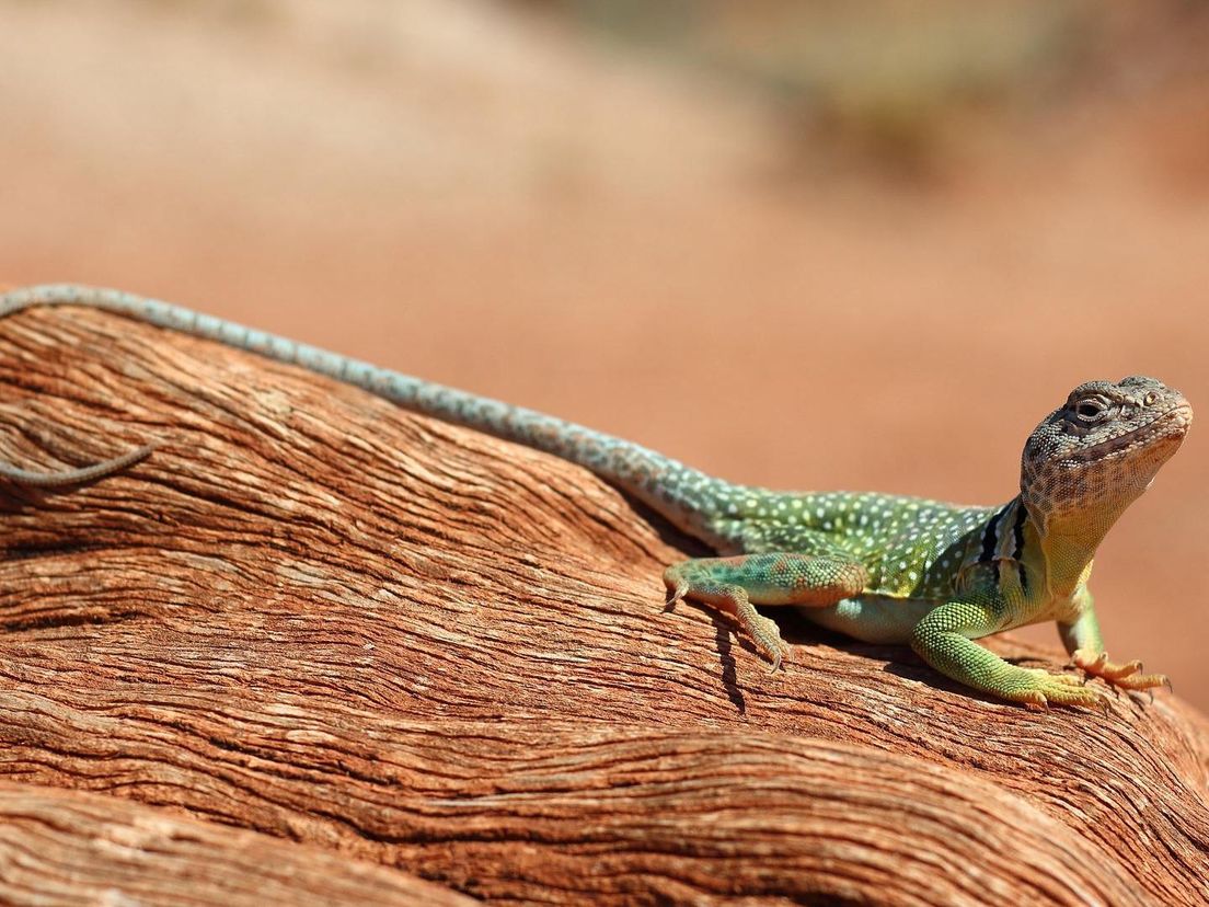 Een gekko