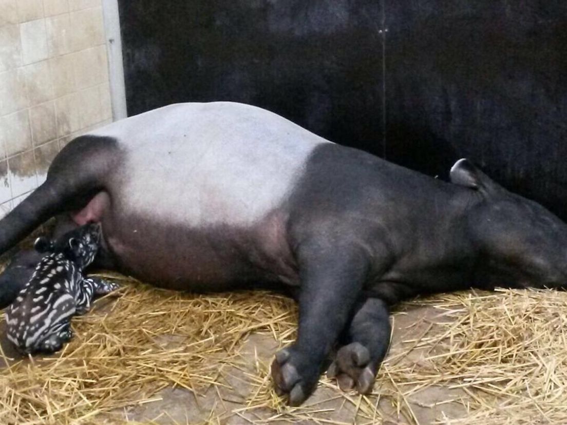 De pasgeboren tapir en zijn moeder