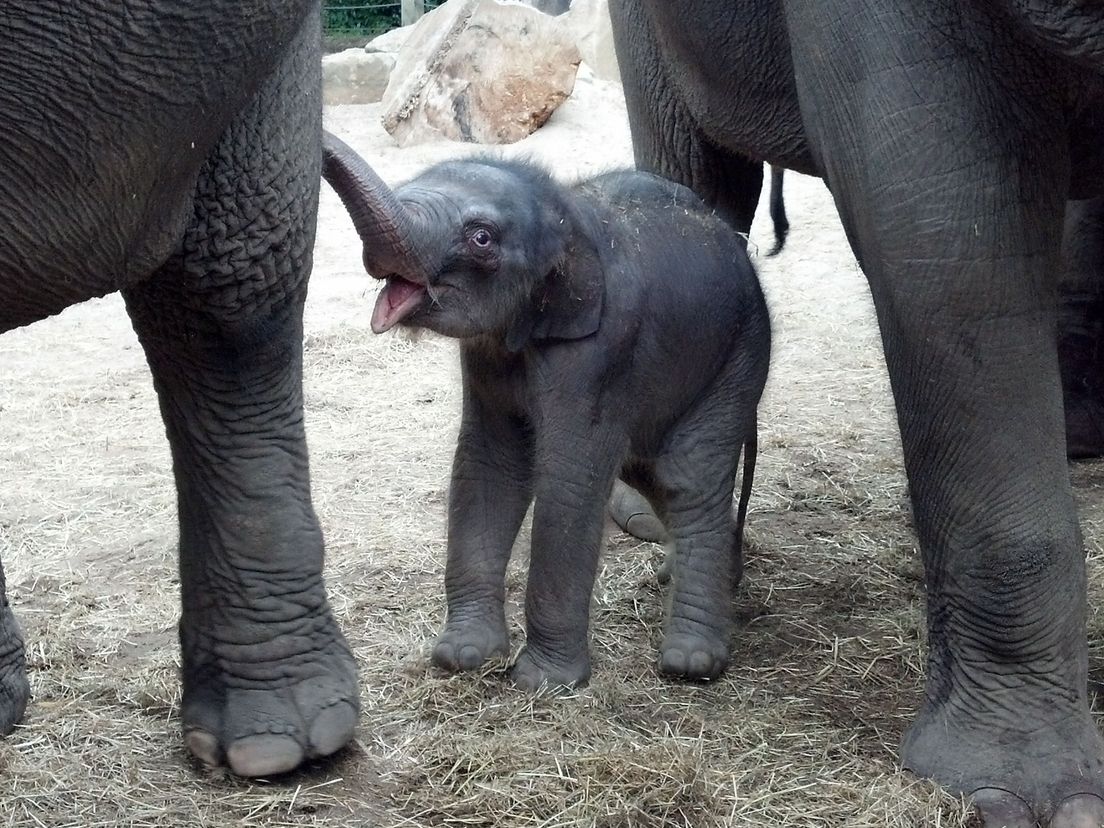 Nieuw olifantje geboren in Blijdorp