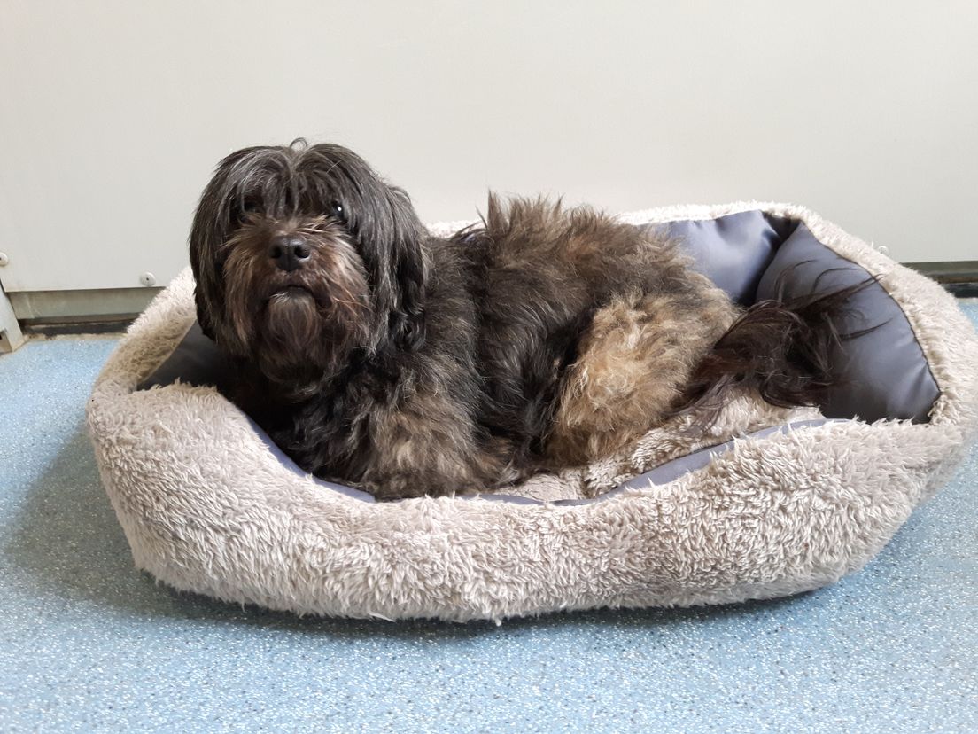 Door een hond te dumpen proberen mensen de kosten voor opvang te ontlopen.