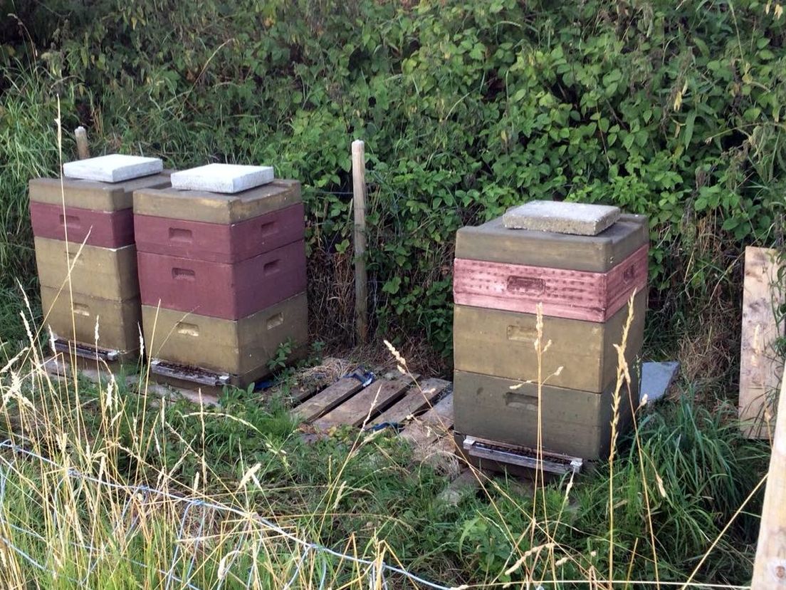 Lege plek tussen de bijenkasten van een imker in Geervliet van wie drie kasten zijn gestolen