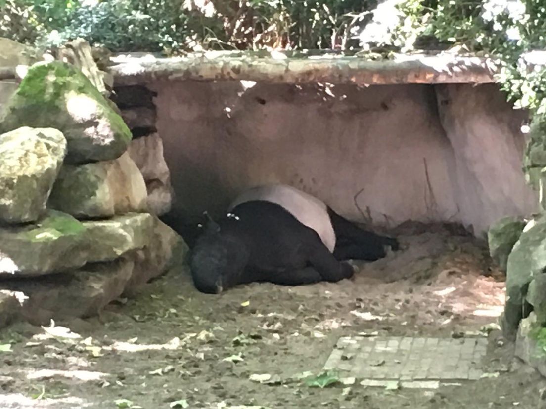 De drachtige Tapir Pooh