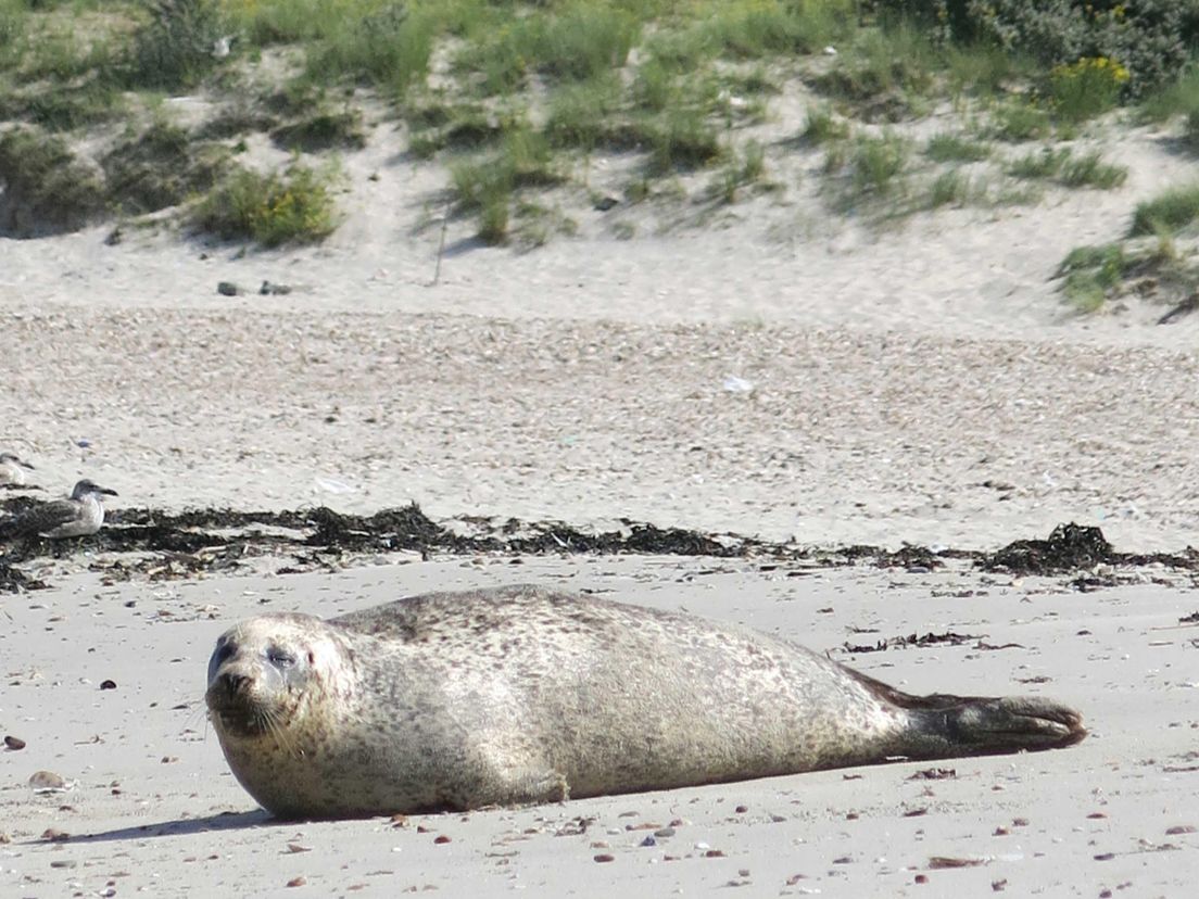 zeehond4