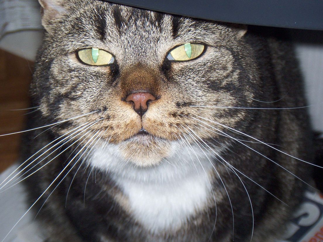 dierendag11