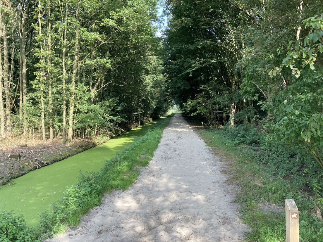 Het pad in het Mallebos waar Patrick S. Farida Zargar ontmoette en vermoordde.