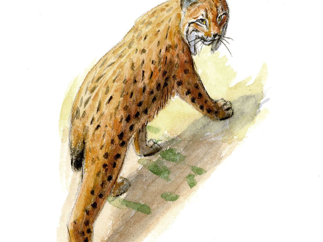 lynxark