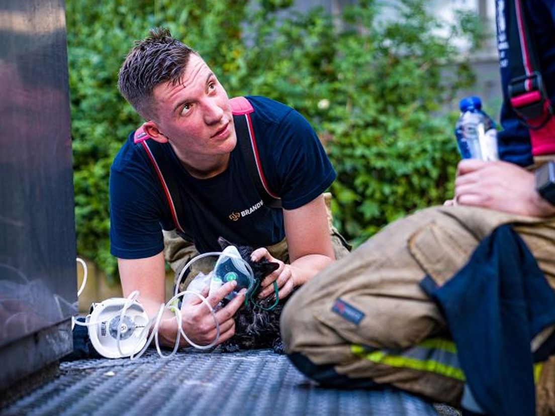 Brandweerman geeft geredde kat zuurstof