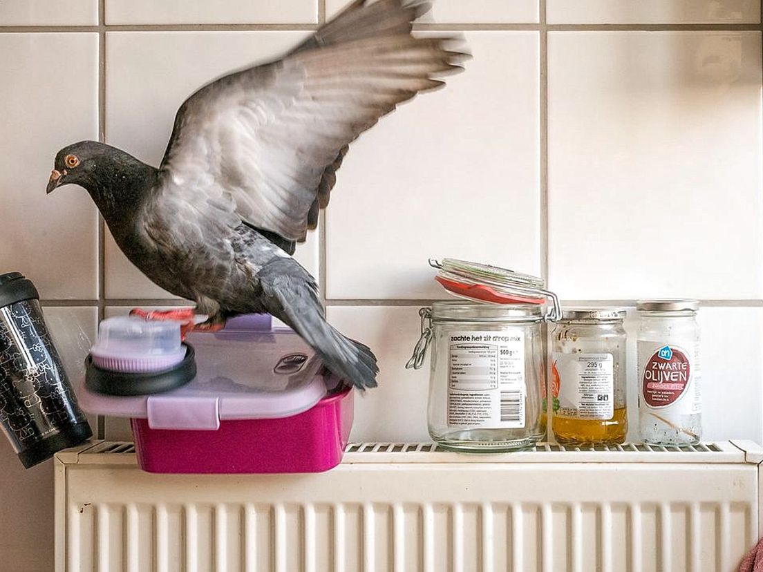 De Vlaardingse duiven gaan via tijdschrift National Geographic de wereld over.