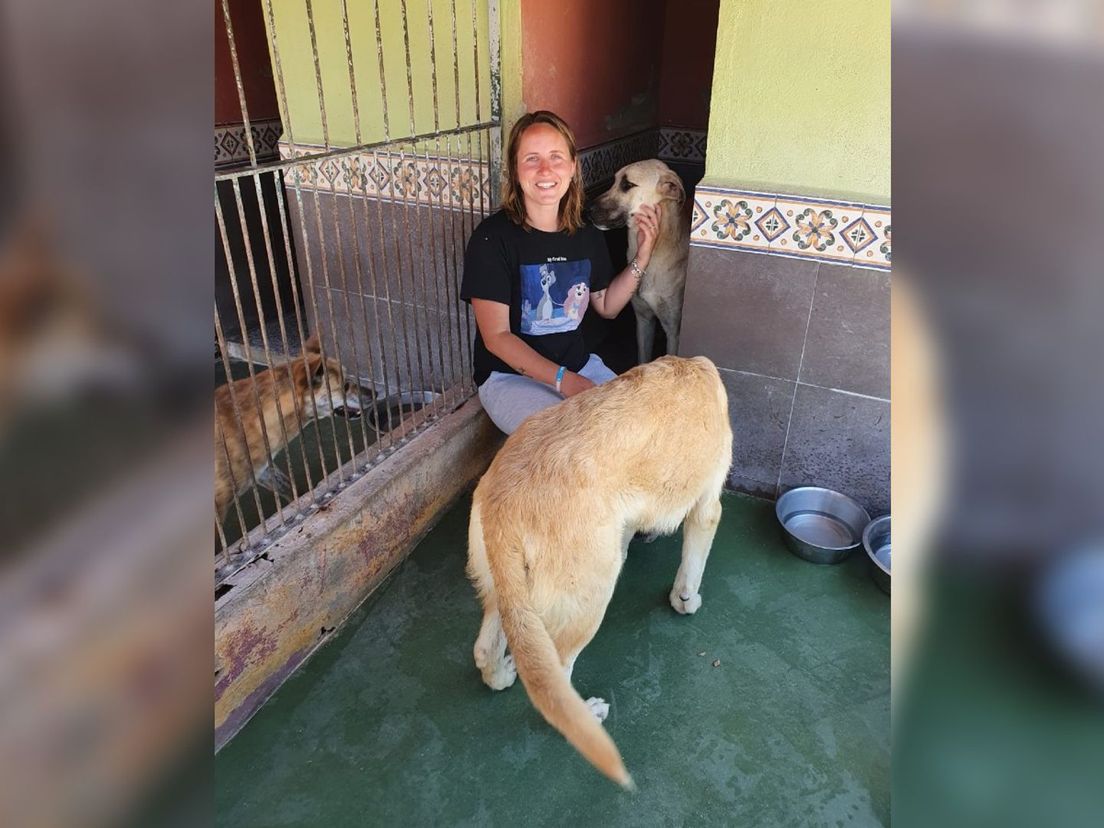 Kelly zit 24 uur in een asielhondenhok in Spanje