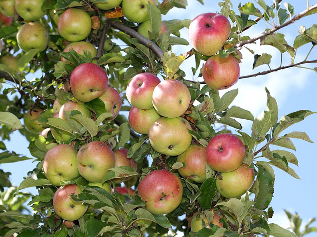 appelboom