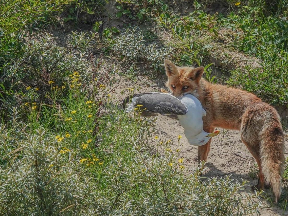 Help! De vos vreet de Rotterdamse haven leeg: blijft er nog een meeuw over?