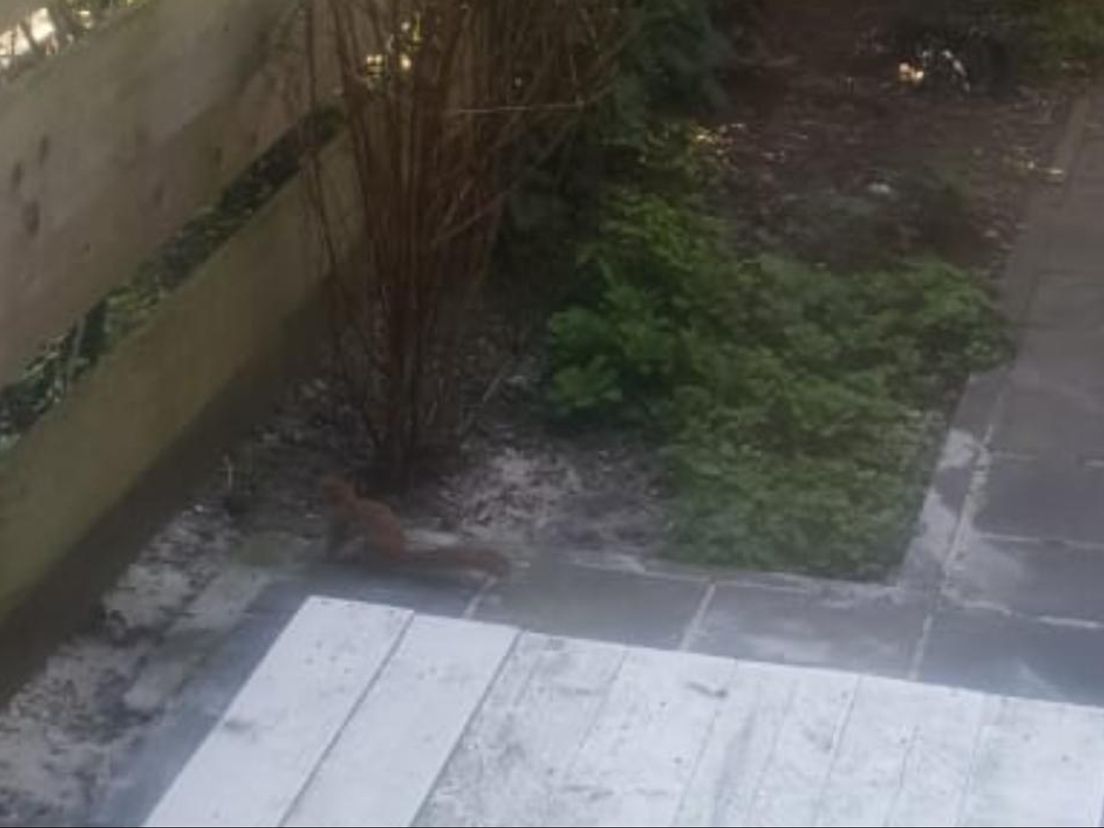 Als je goed kijkt zie je hem: Eekhoorn gespot in Crooswijk
