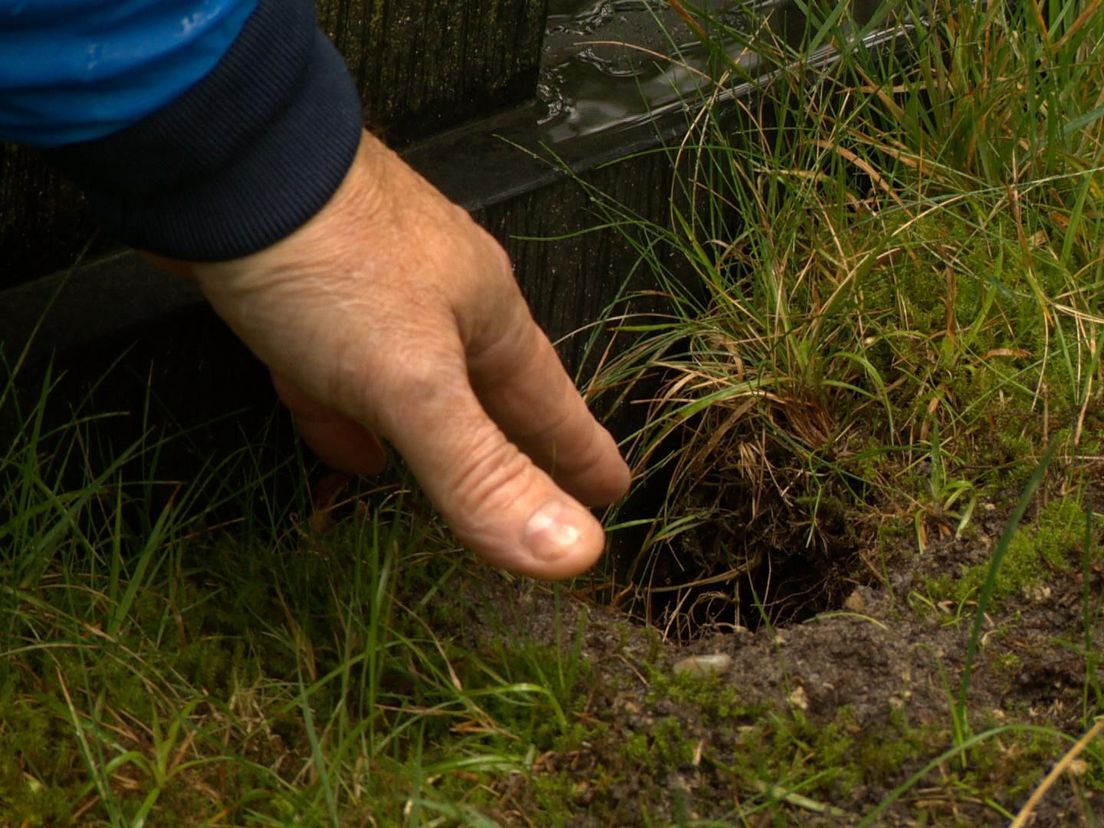Gravende dassen zorgen voor flinke schade aan begraafplaats Donkerbroek