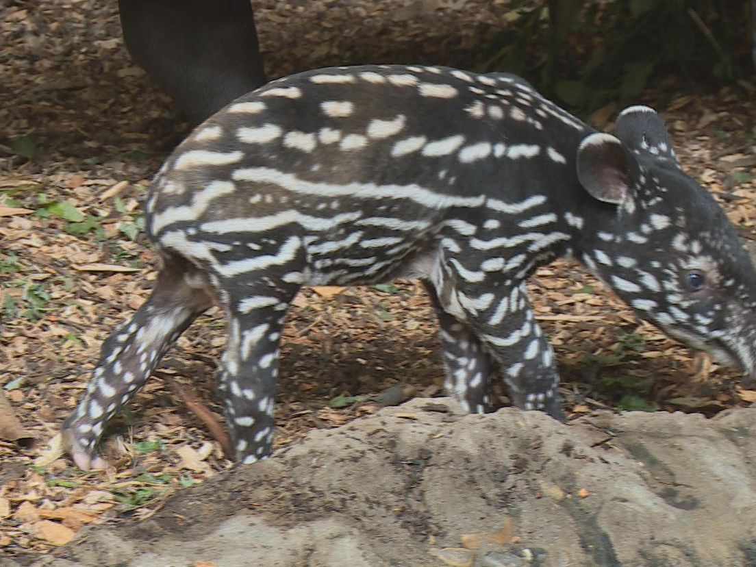 De tapir van Blijdorp