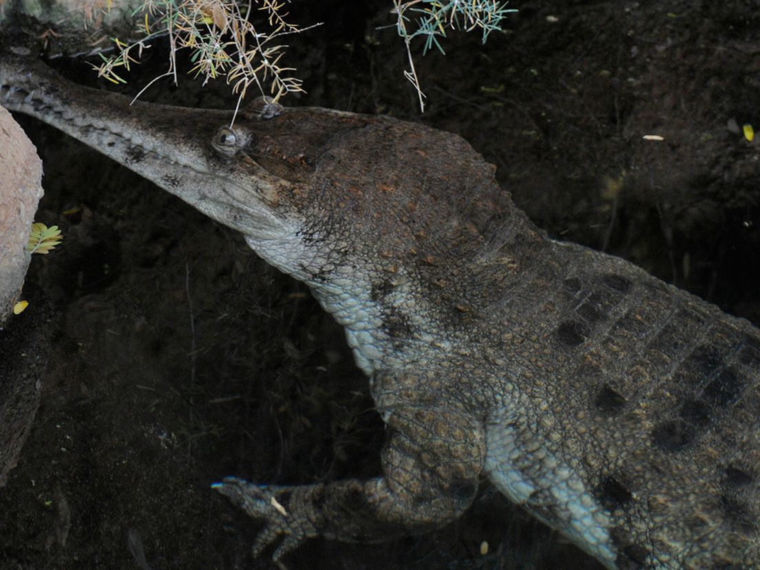 De nieuwe krokodil van Blijdorp