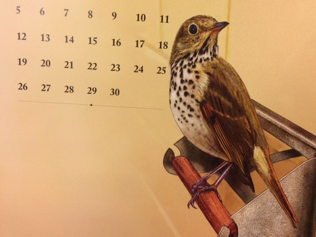 afbeelding uit Nederlandsche Vogelkalender 2017