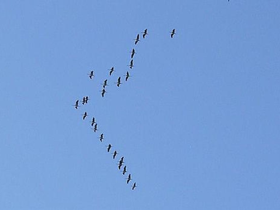 vogeltrek