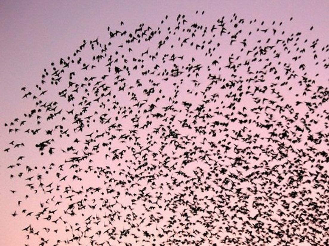 starling.cropresize.tmp.jpg