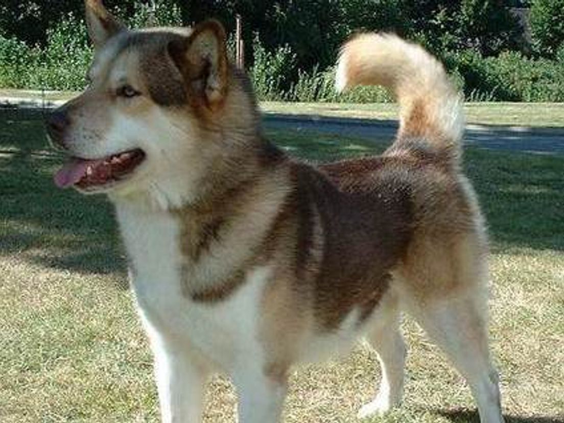 sledehond.cropresize.tmp.jpg
