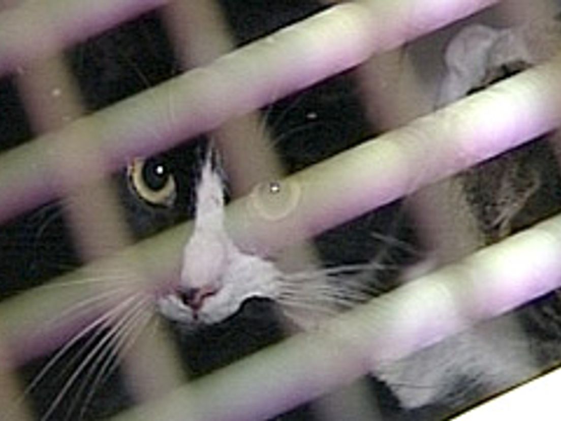 05-01-katten.jpg