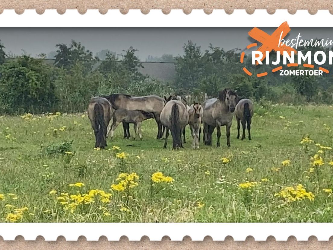 Konikpaarden