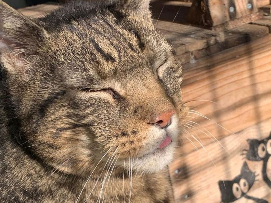 Geef jij een van deze dieren een nieuw thuis?