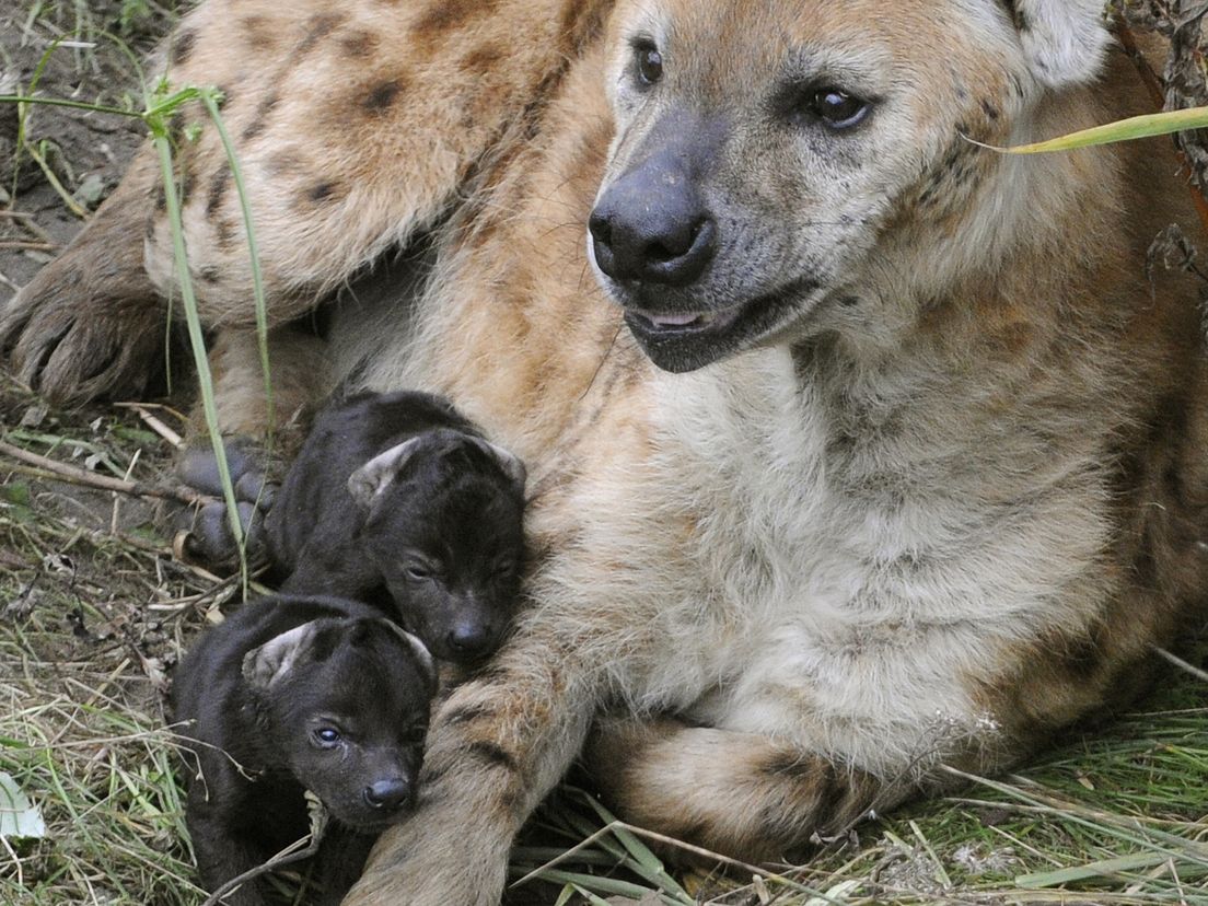 Tweeling van hyena-moeder Kira (foto Blijdorp)