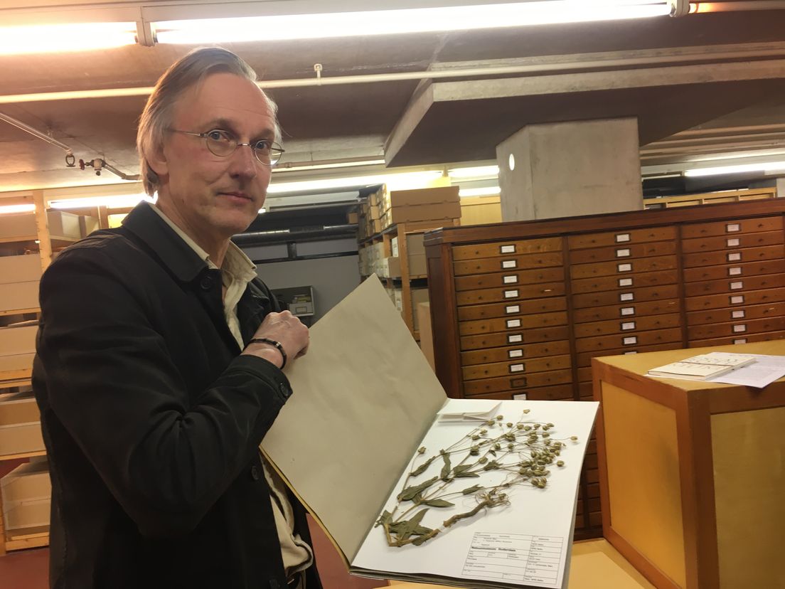 Directeur Kees Moeliker met een gedroogde plant uit de collectie van het museum.
