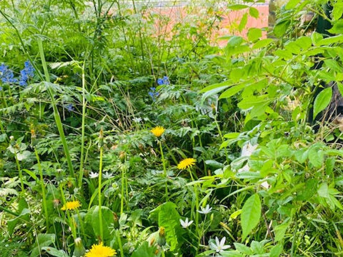 Biodiversiteit in de Botanische Tuin Afrikaanderwijk in Rotterdam