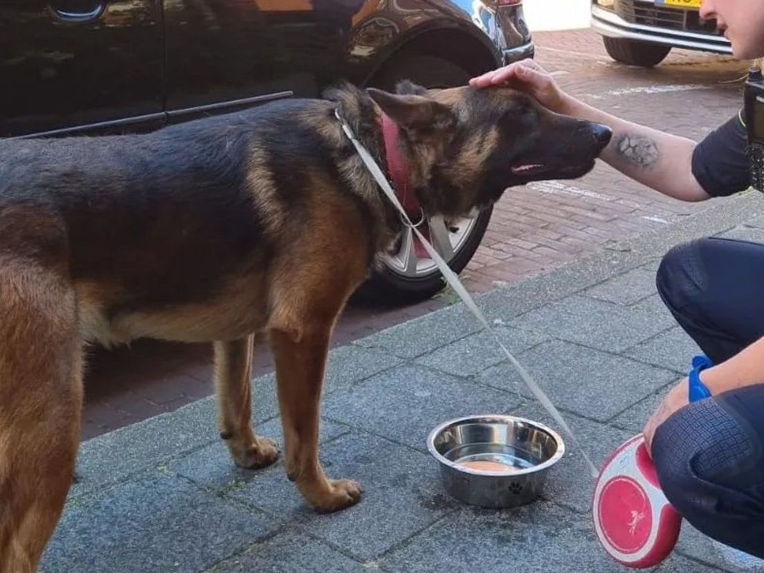 112 nieuws | Agenten redden hond van snikheet balkon - Doorrijder gezocht na ongeluk