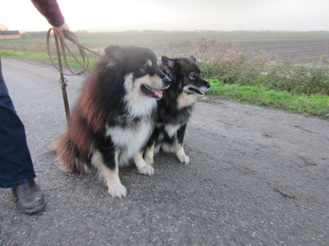 honden