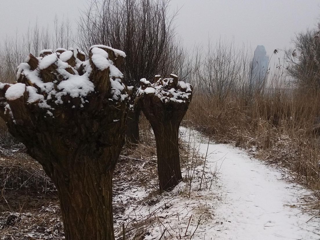 Eliane Hofman: "Gisteren een mooie wandeling gemaakt door het Stormpoldervloedbos bij Krimpen aan den IJssel"
