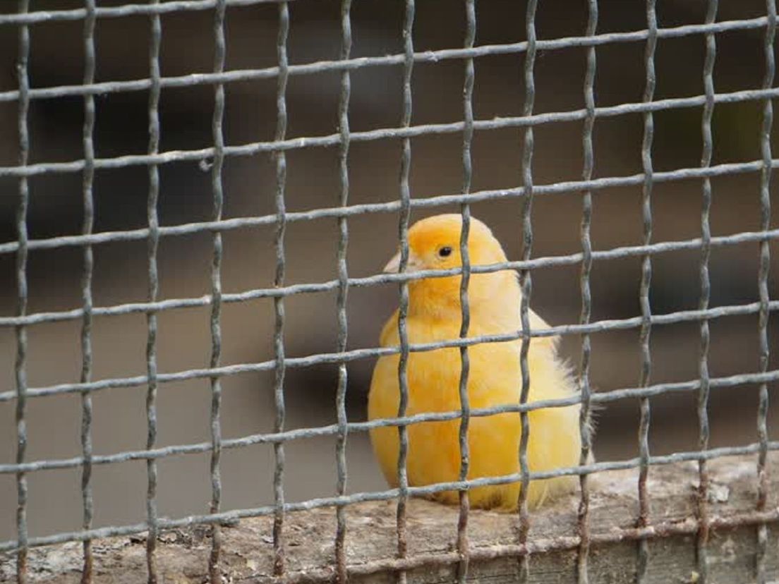 Eén van zijn kanaries is niet ontsnapt en is daarmee een van de weinige dieren die Wout nog over heeft.