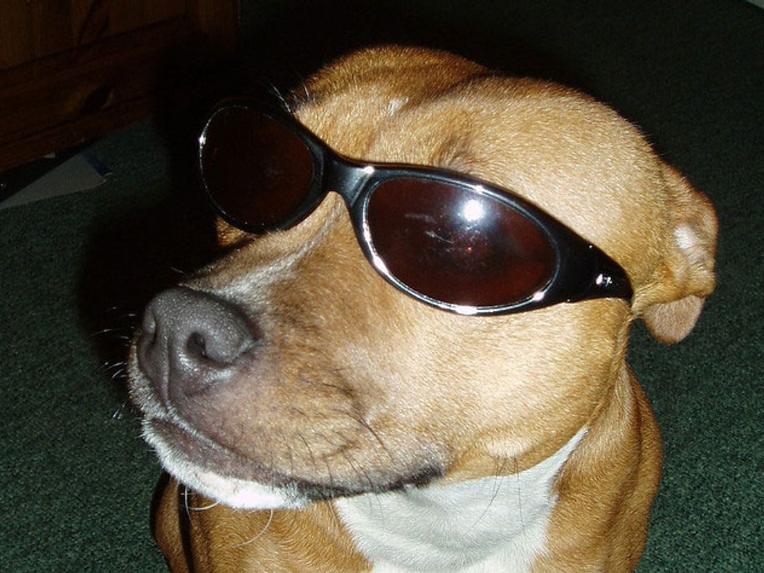 hond zonnebril 1 Flickr CC by warpsta