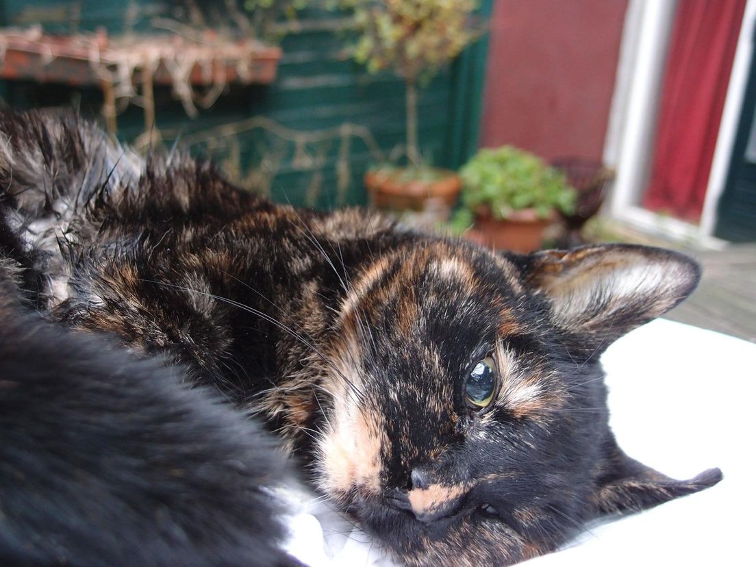 Een dooie poes. Pechvogeltje.