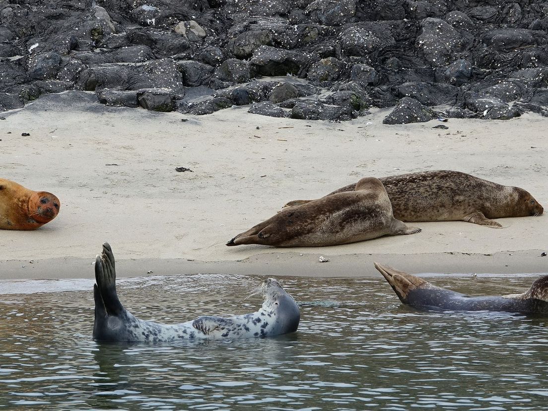 Zeehonden badderen en zonnen bij Europoort.
